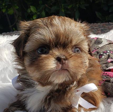 Miniature shih tzu hot sale puppy for sale